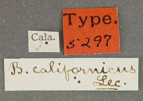 Image of Bagous californicus Le Conte 1876