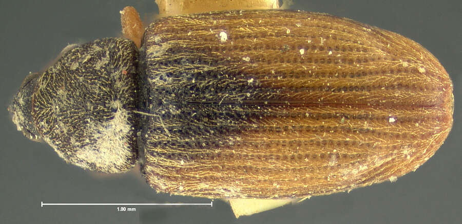 Image of Phyllotrox fulvipennis Sleeper 1955