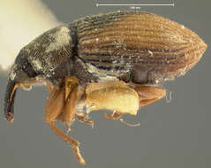 Image of Phyllotrox fulvipennis Sleeper 1955