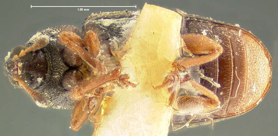 Image of Phyllotrox fulvipennis Sleeper 1955