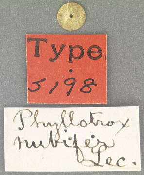 Image of Phyllotrox fulvipennis Sleeper 1955