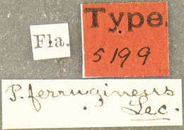 Image of Phyllotrox ferrugineus Le Conte 1876