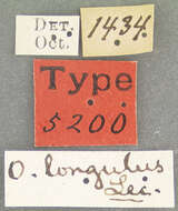 Image of Onychylis longulus Le Conte 1876