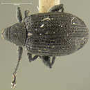 Image of Rhynchaenus parvicollis Le Conte & J. L. 1876