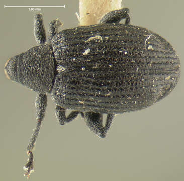 Image of Rhynchaenus parvicollis Le Conte & J. L. 1876