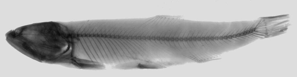 Image of Trout barb