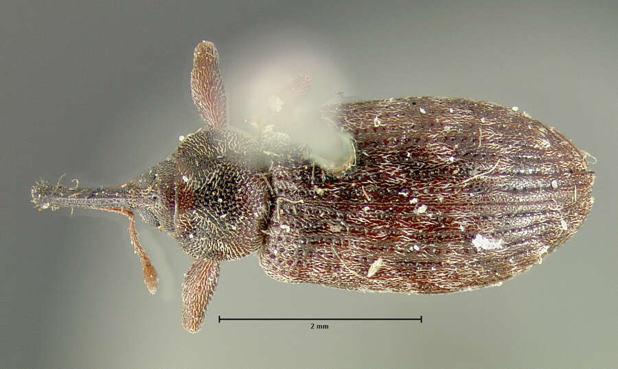 Image of Dorytomus laticollis Le Conte 1876