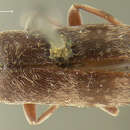 Image of Anelpistus americanus Horn 1870