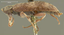 Image of Anelpistus americanus Horn 1870