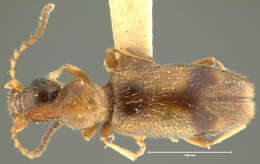 Image of antlike flower beetles