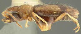Image of Notoxus denudatus Horn 1884