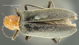 Image of Rhinoplatia