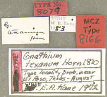 Слика од Gnathium texanum Horn 1870