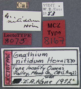 Image of Gnathium nitidum Horn 1870