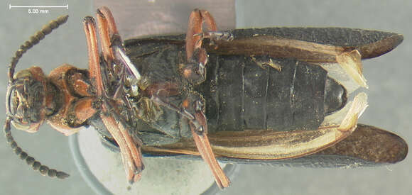 Image of Master Blister Beetle