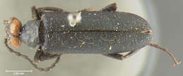 Image of Red-eared Blister Beetle