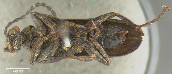 Image of Red-eared Blister Beetle