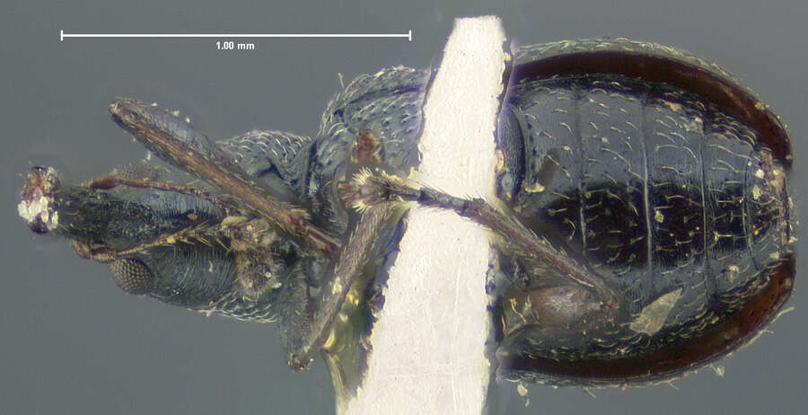 Image of Rhynchites perplexus Blatchley 1916