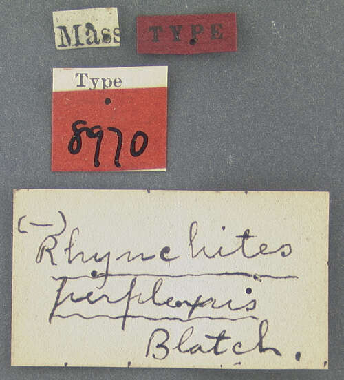 Image of Rhynchites perplexus Blatchley 1916