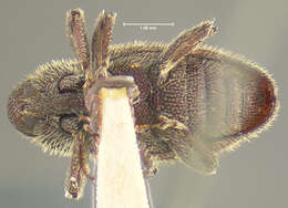 Image of Zascelis oblonga Horn 1895