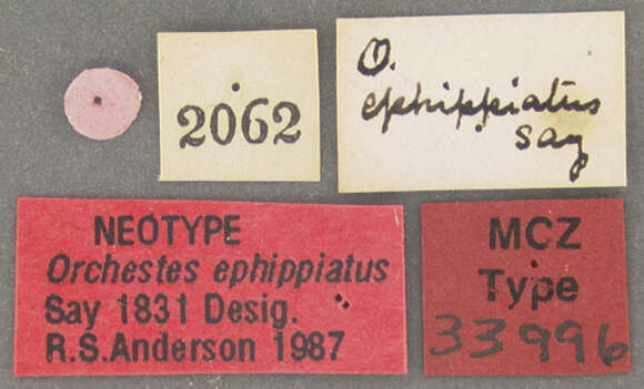 Image of Rhynchaenus ephippiatus Say & T. 1831