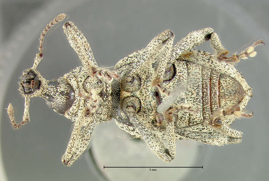 Panscopus (Phymatinus) gemmatus Le Conte 1857的圖片