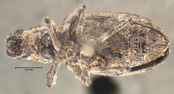 Image of Sitona californicus Fahraeus 1840