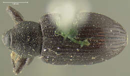 Image of brachycerids
