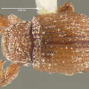 Image of Anthonomus pusillus Clark 1990