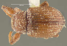 Image of Anthonomus pusillus Clark 1990