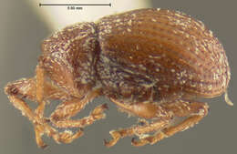 Image of Anthonomus pusillus Clark 1990