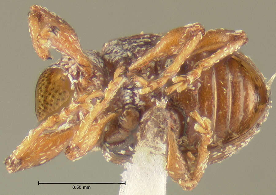 Image of Anthonomus pusillus Clark 1990