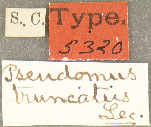 Image of Pseudomus truncatus Le Conte 1876