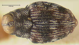 Image of Lechriops subfasciatus Heller 1895