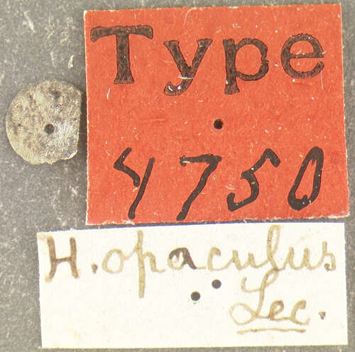 Image of Hyporhagus opaculus Le Conte 1866