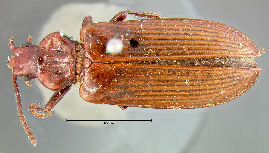 Image of Pytho strictus Le Conte 1866