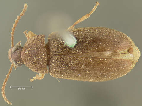 Image of Hymenorus punctatissimus Le Conte 1866