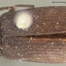 Image of Pseudocistela opaca (Le Conte 1859)