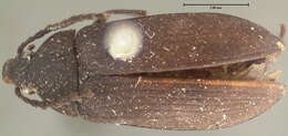 Image of Pseudocistela opaca (Le Conte 1859)