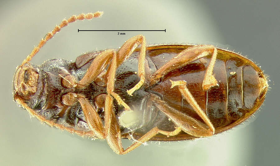 Image of Mycetochara foveata (Le Conte 1866)