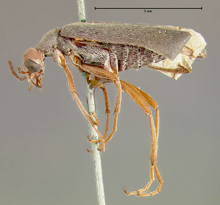 Image of <i>Epicauta merkeliana</i>