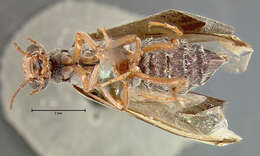 Image of <i>Epicauta merkeliana</i>