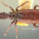 Image of Dacoderus laevipennis Horn 1893