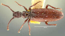 Image of Dacoderus laevipennis Horn 1893