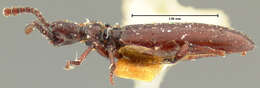 Image of Dacoderus laevipennis Horn 1893