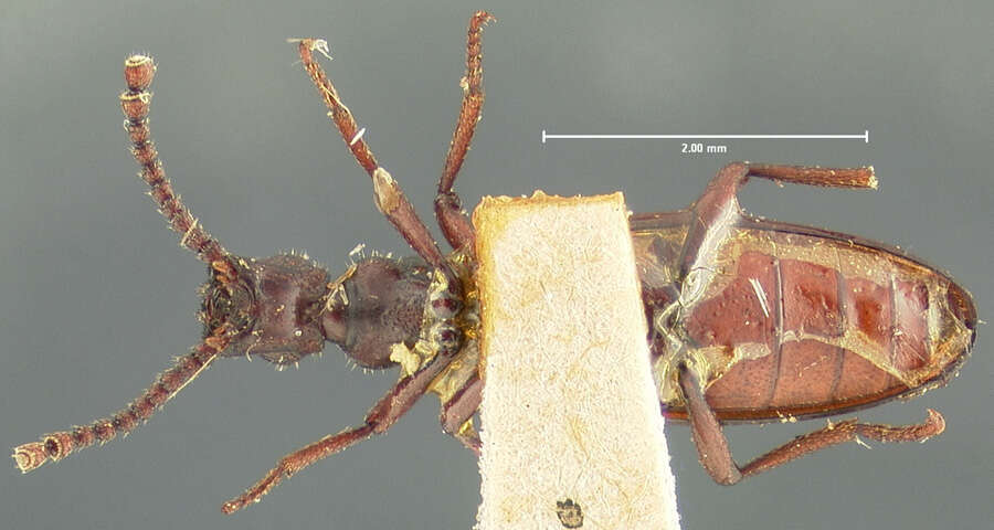 Image of Dacoderus laevipennis Horn 1893