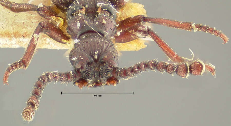 Image of Dacoderus laevipennis Horn 1893