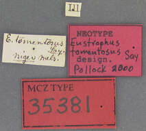 Image of Eustrophus