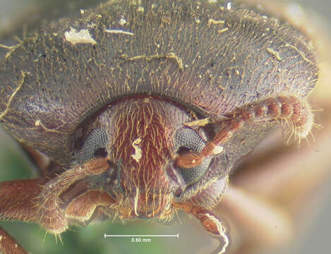 Image of Holostrophus