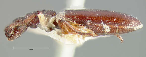 Image of Dacoderus